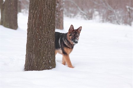 simsearch:400-05200802,k - puppy sheep-dog peeking from behind a tree Stock Photo - Budget Royalty-Free & Subscription, Code: 400-05200802