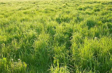 simsearch:700-02265197,k - green grass meadow with sunlight spots Stock Photo - Budget Royalty-Free & Subscription, Code: 400-05214789