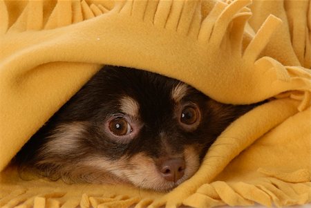 simsearch:400-05241006,k - pomeranian puppy hiding under yellow blanket Stock Photo - Budget Royalty-Free & Subscription, Code: 400-05215521