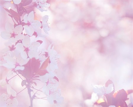 elegant soft pink cherry blossom background / retro style Stock Photo - Budget Royalty-Free & Subscription, Code: 400-05215822