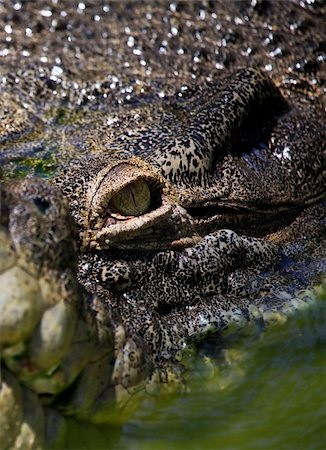 simsearch:400-04434649,k - Muzzle of the crocodile close up. A crocodile farm on island Lankgavi Stock Photo - Budget Royalty-Free & Subscription, Code: 400-05215941