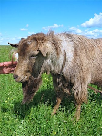 simsearch:400-05294140,k - Human hand petting hornless brown goat at the meadow Stock Photo - Budget Royalty-Free & Subscription, Code: 400-05215989