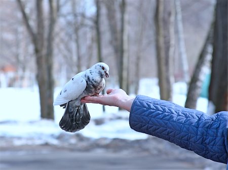 flying bird human hand - Dove feeding on woman's hand Stock Photo - Budget Royalty-Free & Subscription, Code: 400-05215994