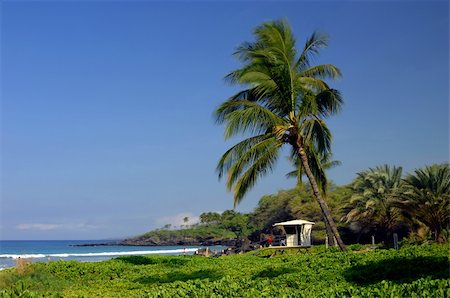 pic palm tree beach big island - Spencer Beach Park on the Big Island of Hawaii is watched over by life guard stations.  Leaning Palm trees sway in the tropical breezes. Stock Photo - Budget Royalty-Free & Subscription, Code: 400-05216442