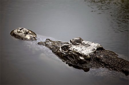 simsearch:400-04434649,k - Muzzle of the crocodile close up. A crocodile farm on island Lankgavi Stock Photo - Budget Royalty-Free & Subscription, Code: 400-05216808