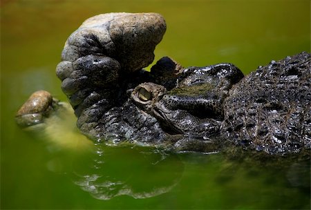 simsearch:400-04434649,k - 20 years Bujang Kawi crocodile on a crocodile farm on island Lankgavi. Malaysia Stock Photo - Budget Royalty-Free & Subscription, Code: 400-05216809