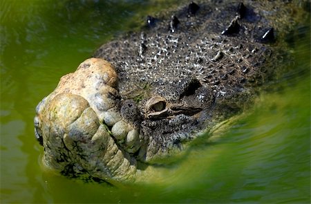 simsearch:400-04434649,k - 20 years Bujang Kawi crocodile on a crocodile farm on island Lankgavi. Malaysia Stock Photo - Budget Royalty-Free & Subscription, Code: 400-05216810