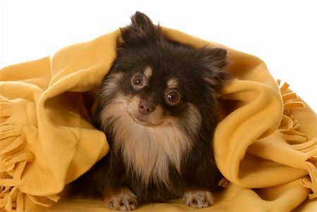 simsearch:400-05241006,k - brown and tan pomeranian puppy hiding under yellow blanket Stock Photo - Budget Royalty-Free & Subscription, Code: 400-05216995