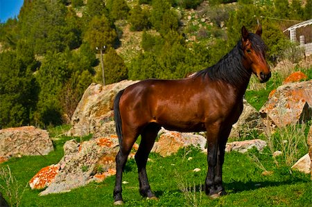 The leader of mustangs in different poses. He was on patrol while I made photoshoots. Stock Photo - Budget Royalty-Free & Subscription, Code: 400-05217710