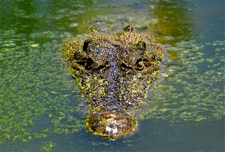 simsearch:400-04434649,k - Muzzle of the crocodile close up. A crocodile farm on island Lankgavi Stock Photo - Budget Royalty-Free & Subscription, Code: 400-05218645