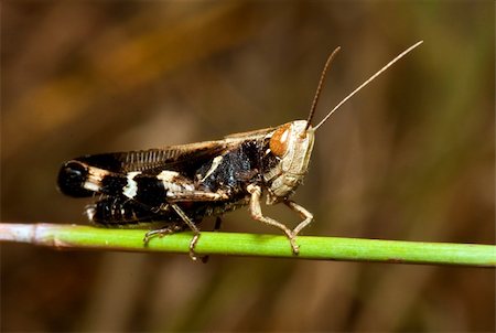 Macro of a black and white grasshopper sitting Stock Photo - Budget Royalty-Free & Subscription, Code: 400-05219651