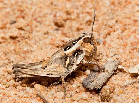 Macro of a brown grasshopper sitting on the ground Photographie de stock - Aubaine LD & Abonnement, Code: 400-05219652
