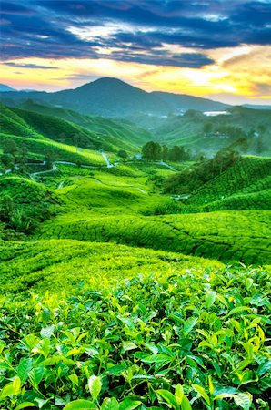 simsearch:400-05905687,k - Tea Plantations at Cameron Highlands Malaysia. Sunrise in morning with fog. Stock Photo - Budget Royalty-Free & Subscription, Code: 400-05210611