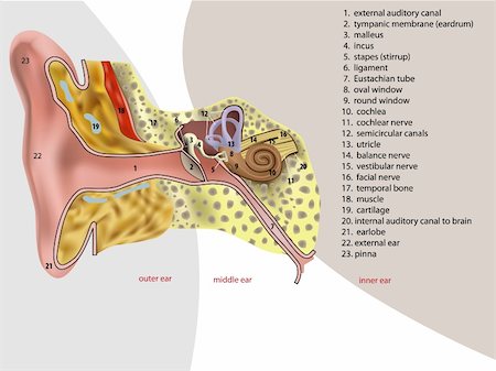 vector illustration of ear anatomy Stock Photo - Budget Royalty-Free & Subscription, Code: 400-05211998