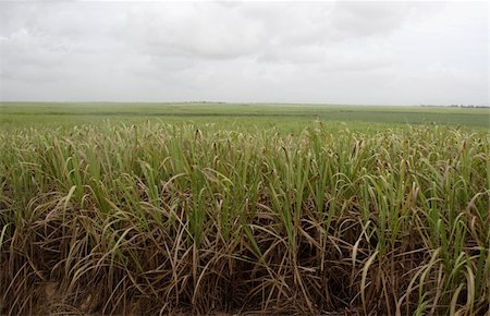 A cloudy sugar cane fields in the Dominican Republic. Stock Photo - Budget Royalty-Free & Subscription, Code: 400-05213294