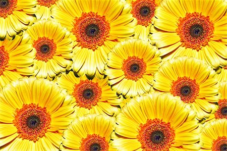 simsearch:400-05671297,k - Beautiful summer background made of yellow flowers Stock Photo - Budget Royalty-Free & Subscription, Code: 400-05224887