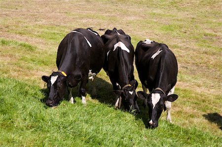 dutch cow pictures - Dutch cows in the meadow Stock Photo - Budget Royalty-Free & Subscription, Code: 400-05225518