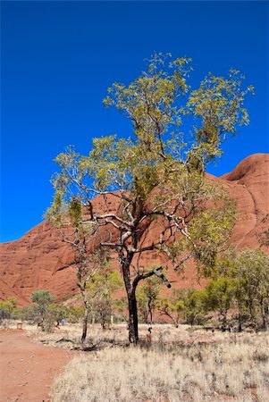 Bright and Sunny Day in the Australian Outback Stock Photo - Budget Royalty-Free & Subscription, Code: 400-05225734