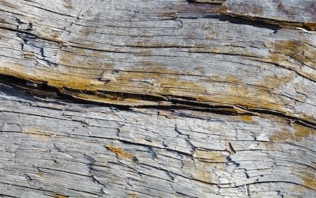 simsearch:400-05224637,k - Surface of rotten wood with crack close up Stock Photo - Budget Royalty-Free & Subscription, Code: 400-05226138