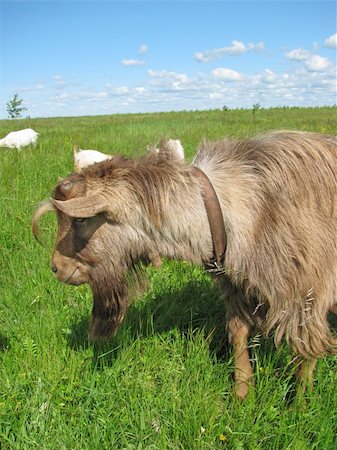 simsearch:400-05294140,k - Hornless brown goat at the meadow Stock Photo - Budget Royalty-Free & Subscription, Code: 400-05226348