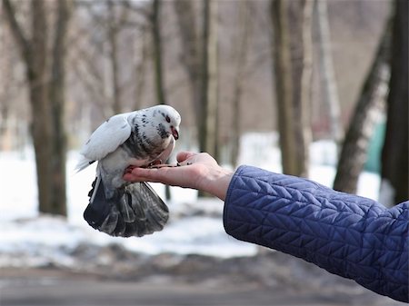 flying bird human hand - Dove feeding on woman's hand Stock Photo - Budget Royalty-Free & Subscription, Code: 400-05226358