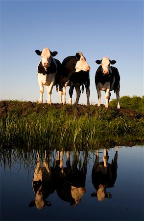 dutch cow pictures - Dutch cows in the meadow Stock Photo - Budget Royalty-Free & Subscription, Code: 400-05226577