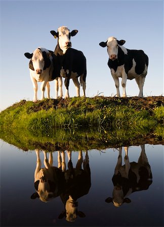 dutch cow pictures - Dutch cows in the meadow Stock Photo - Budget Royalty-Free & Subscription, Code: 400-05226578