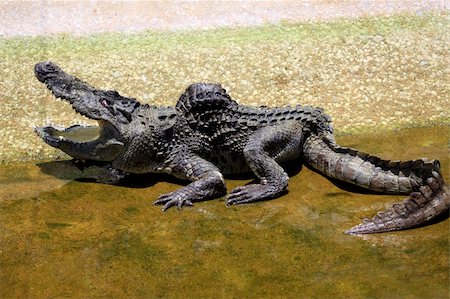 simsearch:400-04434649,k - Old crocodile. A crocodile farm on island Lankgawi. Malaysia Stock Photo - Budget Royalty-Free & Subscription, Code: 400-05226851