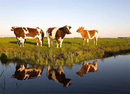 dutch cow pictures - Dutch cows in the meadow Stock Photo - Budget Royalty-Free & Subscription, Code: 400-05227001