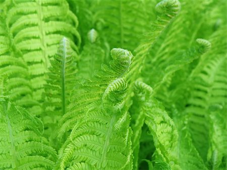 simsearch:400-04701752,k - detail of germination - little green fern Photographie de stock - Aubaine LD & Abonnement, Code: 400-05227014