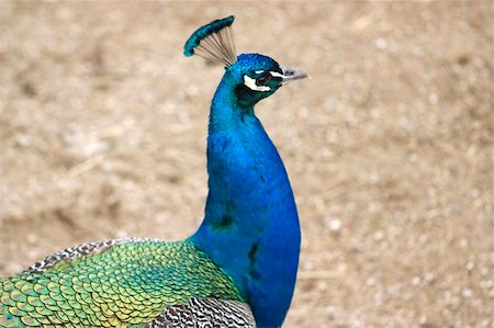 peacock pattern photography - photo of a beautiful peacock with long feathers Stock Photo - Budget Royalty-Free & Subscription, Code: 400-05220143