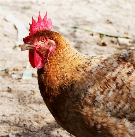 simsearch:400-05709593,k - Brown chicken closeup Stock Photo - Budget Royalty-Free & Subscription, Code: 400-05220424