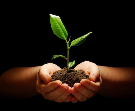 Hands holding sapling in soil on black Stock Photo - Budget Royalty-Free & Subscription, Code: 400-05220504