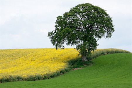 simsearch:400-04794343,k - Tree in a landscape of green and yellow field of rape seed flowers Stock Photo - Budget Royalty-Free & Subscription, Code: 400-05220596