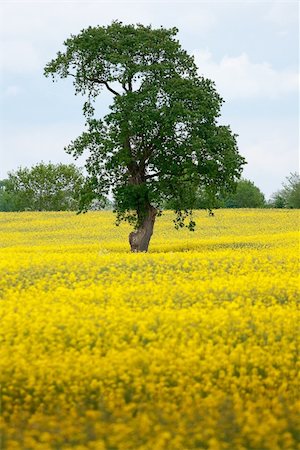 simsearch:400-04794343,k - Tree in a landscape of green and yellow field of rape seed flowers Stock Photo - Budget Royalty-Free & Subscription, Code: 400-05220597
