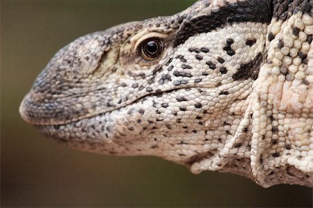 Closeup portrait of a leguane lizard, head view only Stock Photo - Budget Royalty-Free & Subscription, Code: 400-05220606