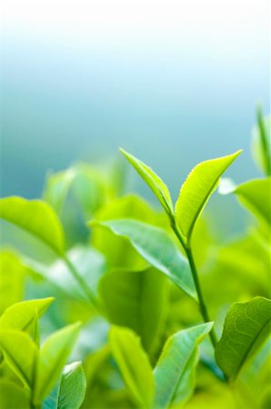 simsearch:400-05905687,k - Close up fresh tea leaves in morning sunlight. Stock Photo - Budget Royalty-Free & Subscription, Code: 400-05220710