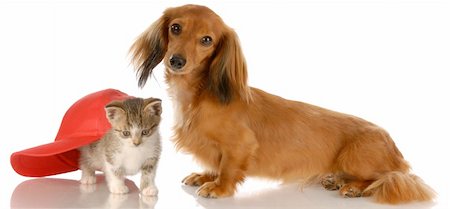 simsearch:400-05241006,k - long haired dachshund sitting beside kitten hiding under baseball cap Stock Photo - Budget Royalty-Free & Subscription, Code: 400-05221719