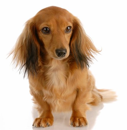 simsearch:400-04185637,k - long haired miniature dachshund female sitting on white background Stock Photo - Budget Royalty-Free & Subscription, Code: 400-05221720