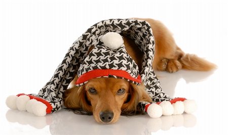 simsearch:400-05241006,k - long haired miniature dachshund wearing winter hat and scarf Stock Photo - Budget Royalty-Free & Subscription, Code: 400-05221721