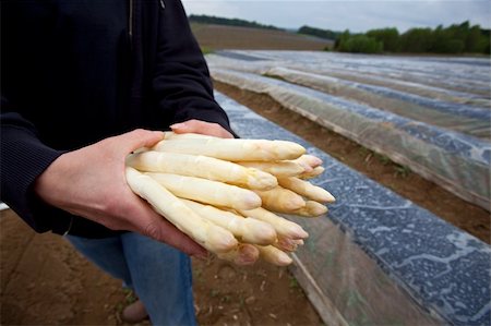 white asparagus held by a farmer on a field Stock Photo - Budget Royalty-Free & Subscription, Code: 400-05223050