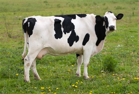 dutch cow pictures - Dutch cow in the meadow Stock Photo - Budget Royalty-Free & Subscription, Code: 400-05223075