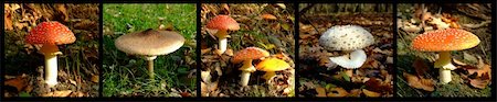 photos of trees summer winter fall spring - Mushrooms Stock Photo - Budget Royalty-Free & Subscription, Code: 400-05223196