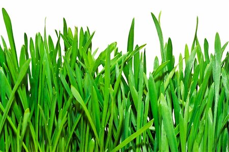 simsearch:400-05362449,k - Fresh green grass on white background Stock Photo - Budget Royalty-Free & Subscription, Code: 400-05223857