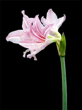 White and Pink Star Lily Isolated in Black Background Photographie de stock - Aubaine LD & Abonnement, Code: 400-05234159