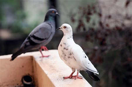 simsearch:400-04604339,k - A white and a dark pigeon standing opposite sides Stock Photo - Budget Royalty-Free & Subscription, Code: 400-05234832