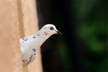simsearch:400-04604339,k - A white pigeon peeking out of a building Stock Photo - Budget Royalty-Free & Subscription, Code: 400-05234833
