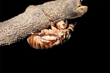 simsearch:700-00194432,k - insect cicada eclosion  at night Stock Photo - Budget Royalty-Free & Subscription, Code: 400-05235188