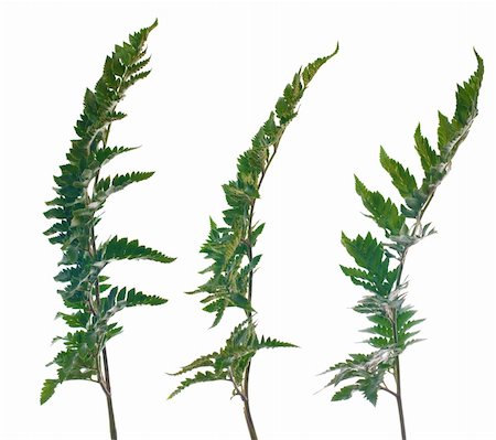 simsearch:400-04701752,k - Fern leafs isolated on a white background. Photographie de stock - Aubaine LD & Abonnement, Code: 400-05237651