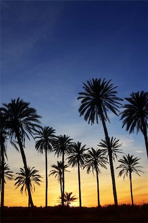 simsearch:400-07748817,k - palm trees sunset golden blue sky backlight in mediterranean Stock Photo - Budget Royalty-Free & Subscription, Code: 400-05239946